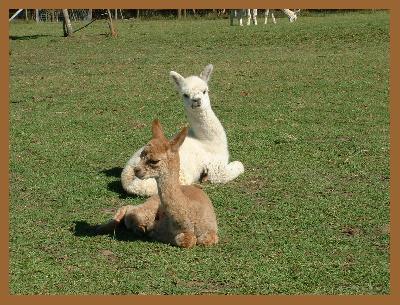 Incamon Tinkerbelle & Incamon Gatekeeper