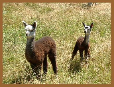 Incamon Dora & Incamon Donna