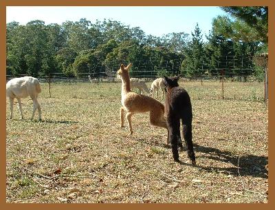 Incamon Tinkerbelle & Incamon Angus