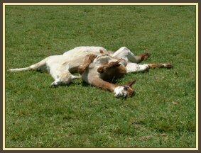 I love a sunny tummy