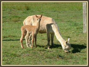 I'll keep watch, Mum