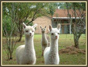 The Three Musketeers