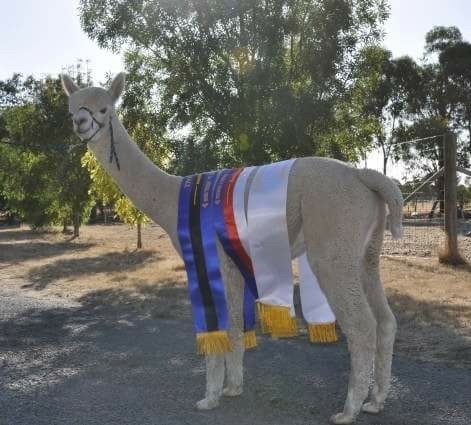 Malakai Rumour Has It ET, Berwick 2014