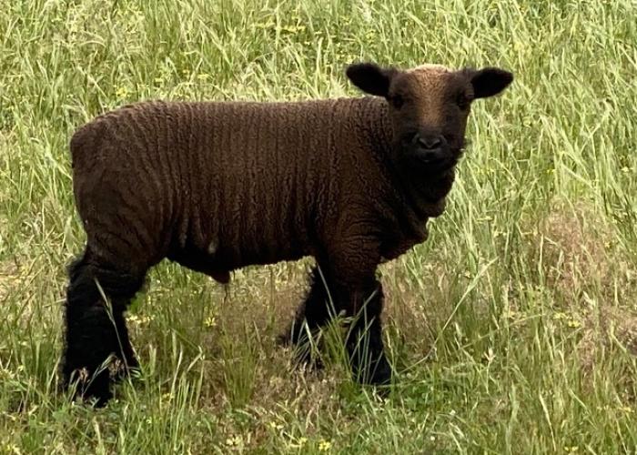 black babydoll ram 01